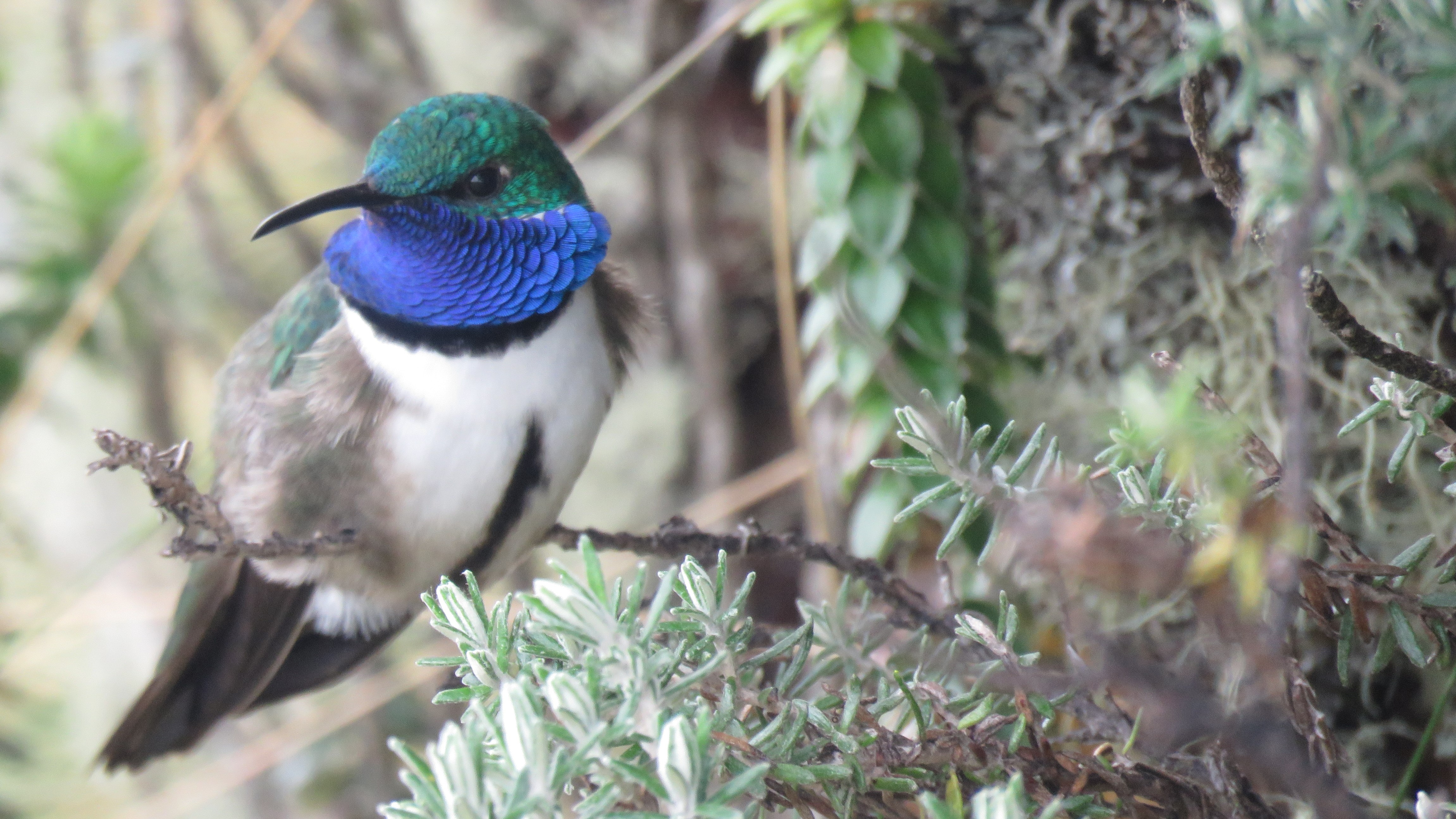 Blue-throated Hillstar